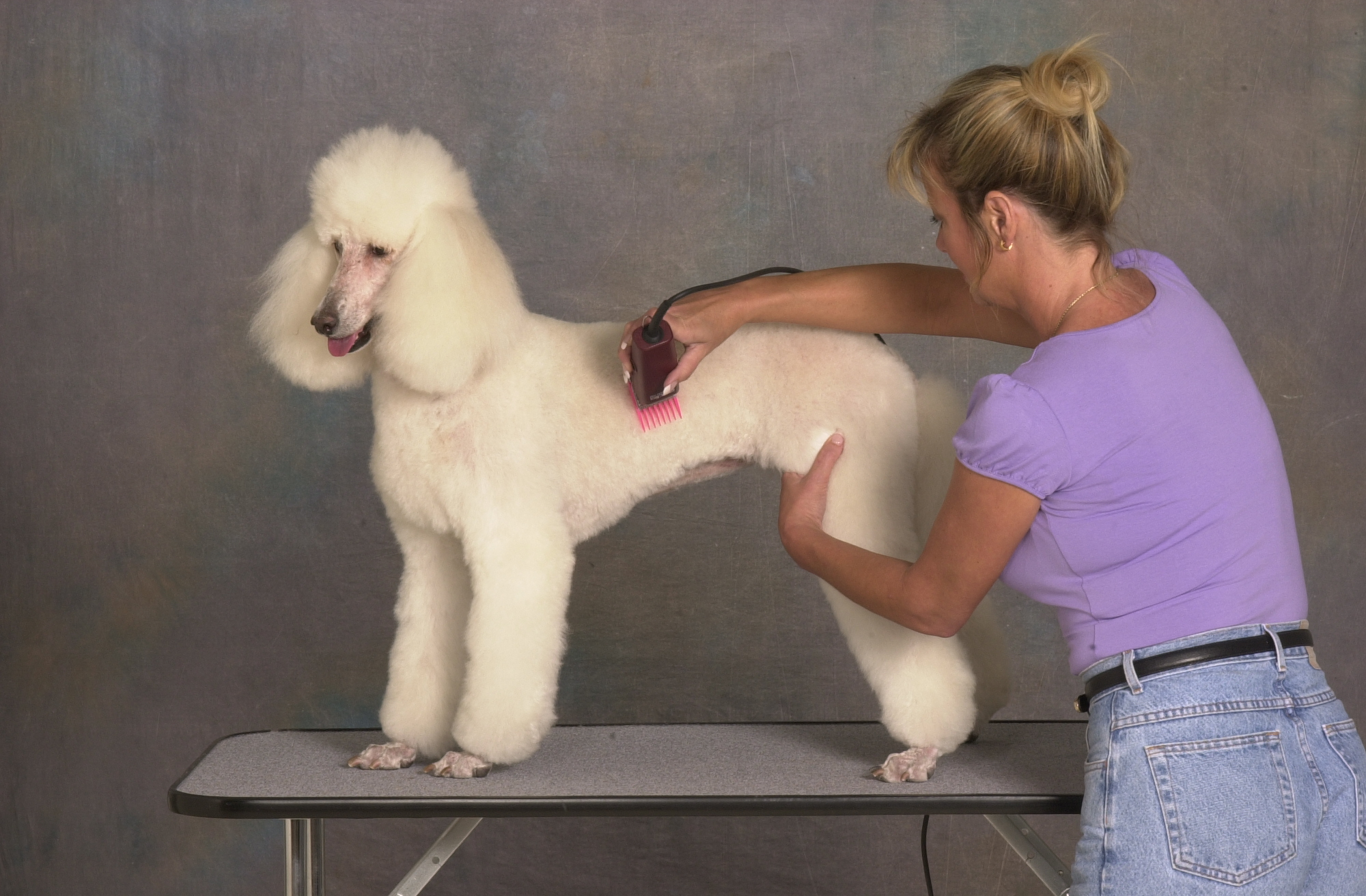 Golden Paws Pet Grooming School Logo