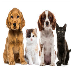 Whiteway Pet Shop Logo